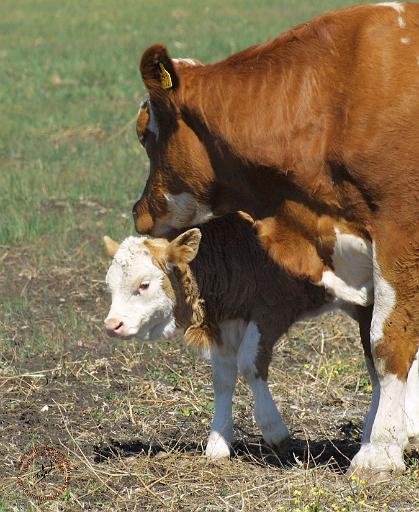 Cow and Calf 9P022D-160.JPG